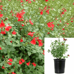 Salvia Greggii Red 1Gallon Flame Autumn Sage Outdoor Live Plant Mr7
