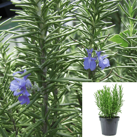 Rosmarinus Tuscan Blue 1Gallon Salvia Live Plant Fr7