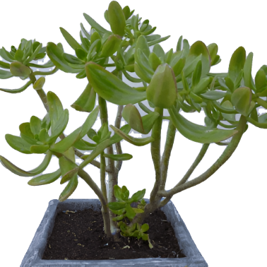 Sedum Praealtum Agavaceae Succulent Drought Tolerant 4Inches Pot Houseplant Succulent Drought Tolerant Live Plant Ht7 Best