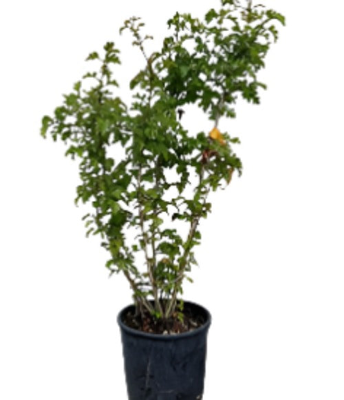 Crataegus Phaenopyrum 5Gallon Plant Washington Hawthorn Plant Washingt ...