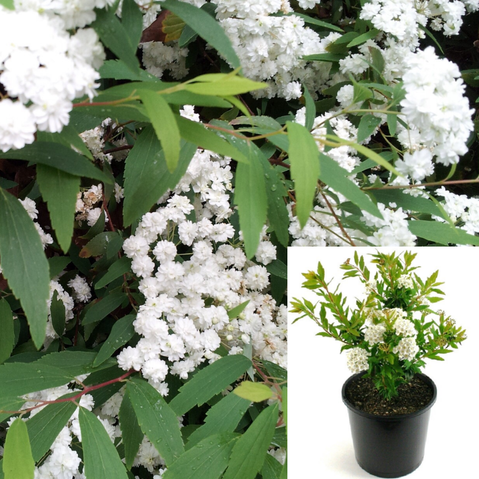 Spiraea Plena White Plant Bridalwreath Spirea 5Gallon Live Plant Outdo ...