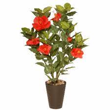 Hibiscus Santana 5Gallon Plant Rosa Sinensis Hawaiian Red Outdoor Flower Live Plant Plan