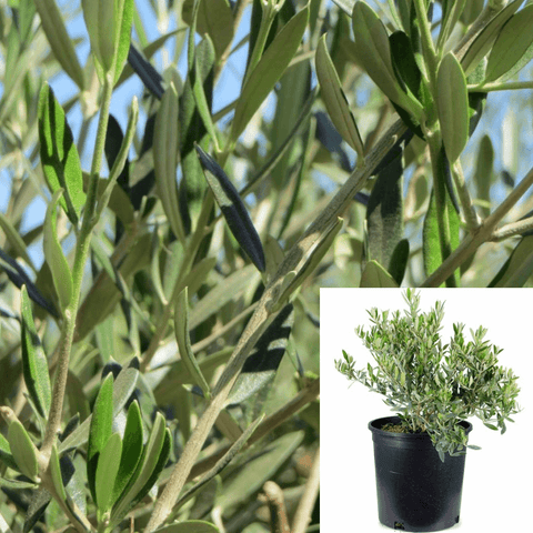 Olea Europaea Wilsonii Multi Plant Fruitless Olive Plant 5Gallon Live Plant Outdoor T