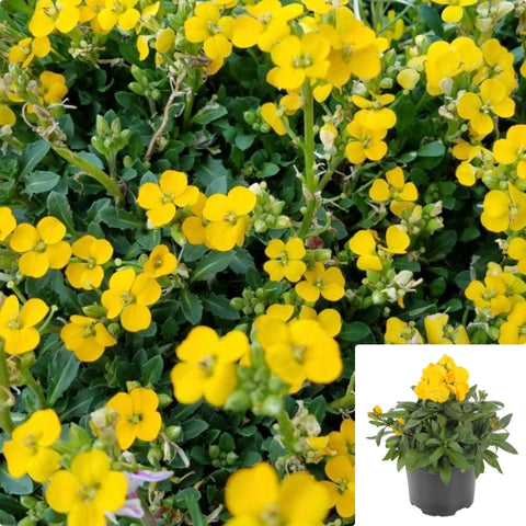 Erysimum Gold Glow 10Packs Of 1Quart Plants Wallflower Golden Flower Live Plant Mr7