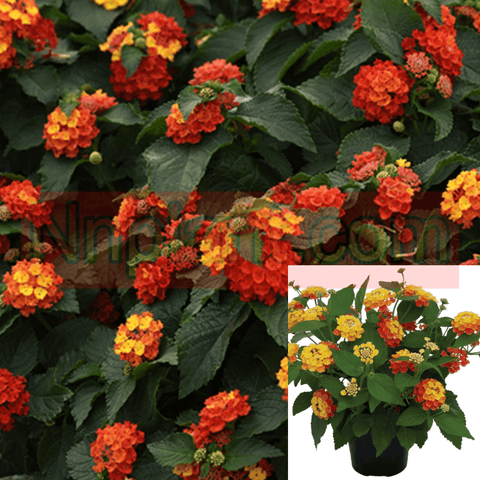 Lantana Radiation 1Gallon Red Orange Yellow Plant Bush Live Plant Outdoor Gr7