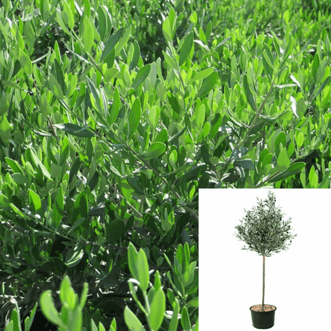 Olea Petite Olive Plant Patio 5Gallon Punica Granatum Plant Ourdoor Live Plant Fr7