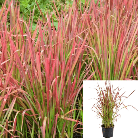 Imperata Rubra Red Baron 3Gallon Plant Japanese Blood Grass Live Plant Ho7