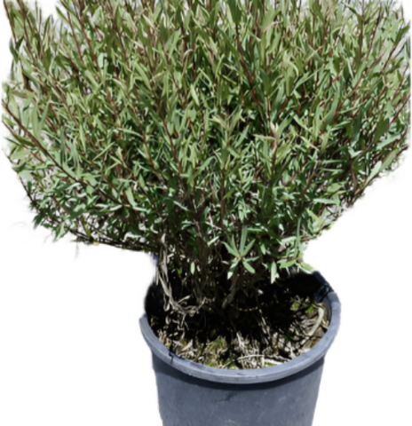 Salix Purpurea Nana 5Gallon Purple Willow Purp Plant Perennial Live Plant Ho7