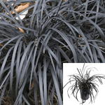 Ophiopogon Plan Nigrescens 1Gallon Plant Mondo Grass Pot Live Plant Ho7