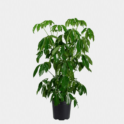 Schefflera Amate Plant 14Inches Pot Umbrella Tree Indoor Live Plant 3-4 ft tall