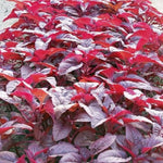 Amaranth Asia Red 500 Seeds seed packet