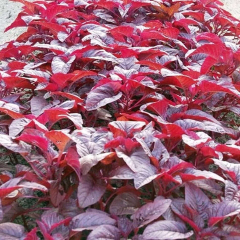 Amaranth Asia Red 500 Seeds seed packet – NNplant
