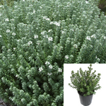 Westringia Grey Box Plant Fruticosa 5Gallon Live Plant Outdoor Bush Gr7