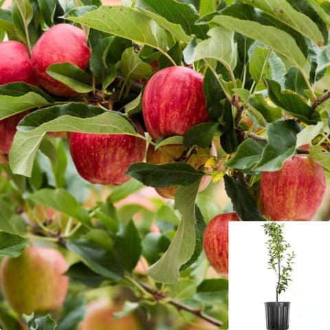 Gala Apple 5Gallon Plant Manzana Royal Apfelbaum Fruit Tree Live Plant Gr7