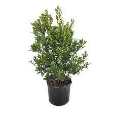 Aeocarpus Decipiens Column 5Gallon Plant Japanese Blueberry Tree Outdoor Live Plant Fr7