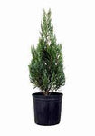 Niperus Blue Point Column 7Gallon Plant Juniper Juniperus Chinensis Outdoor Tree L