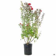 G Dynamite Standard Tree Red 5Gallon Plant Crape Myrtle Lagerstroemia Indica Whit Ii Outdoor Outdoo