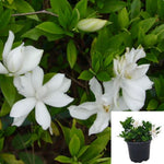 Gardenia Jasminoides Kuchinashi 2Gallon Plant Cape Jasmine Fruit Flower Live Plant Ho7