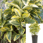 Euonymus Aureo Marginata 5Gallon Plant Euonymus Japonicus Microphyllus Aureo Plant Gold Fr7