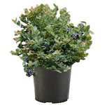 Blueberry Neal Plant Neal Southern Highbush Blueberry Smooth Highbush Blueberry 2 Gallon