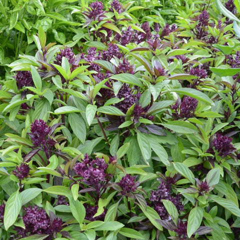 Thai Sweet Basil Purple Crown 100 Seeds seed packet