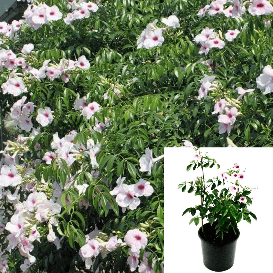 Pandorea Jasminoides Rosea 5Gallon Plant Bower Climber Live Plant Outd ...