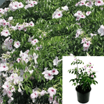 Pandorea Jasminoides Raspberry Eye 5Gallon Pandorea Jasminoides Rosea Pandorea Jasminoides Rosea Bower Climber Climber H Live Plant