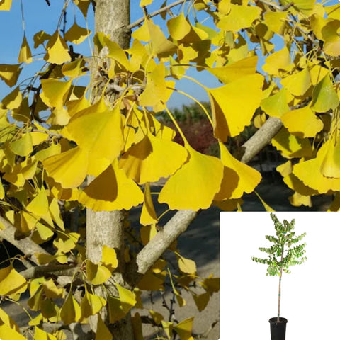 Ginkgo Biloba Autumn Gold 5Gallon Plant Maidenhair Tree Live Plant Mr7