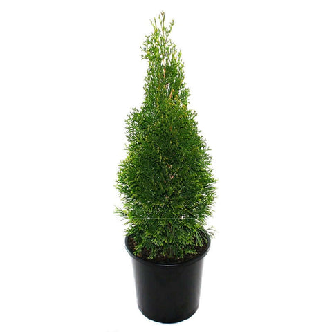 Chamaecyparis Obtusa Aurea 5Gallon Plant Golden Fernleaf Cypress Conifer Outdoor Live Plant Ho7