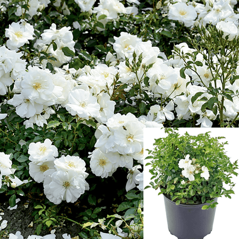 Rosa Groundcover White 5Gallon Plant Meidel Shrub Rose Live Plant Outdoor Gr7