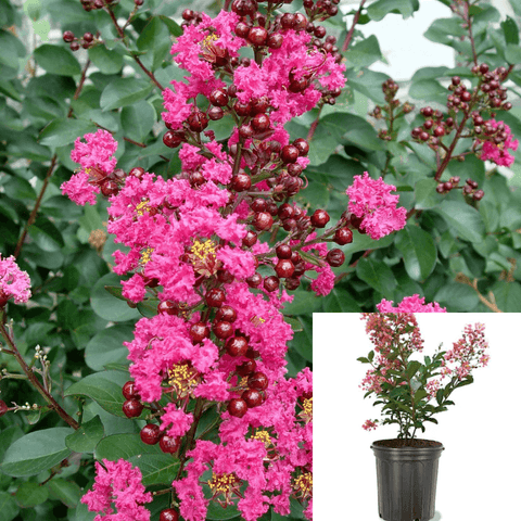 Lag Dwarf Pink Standard Tree 7Gallon Crape Myrtle Plant Lager Ind Live Plant Fr7