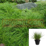Carex Speciosa Velebit Humilis 1Quart Plant Sedge Grass Live Plant Mr7
