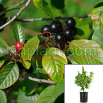 Rhamnus Frangula Columnaris Plant Tallhedge Buckthorn 5Gallon Live Plant Ho