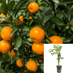 Citrus Mandarin Owari Standard Tree 2Gallon Dwarf Live Plant Fr7