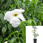Pandorea Jasm Variegata 1Gallon Jasminoides Alba Staked White Flower Bower Vine Live Plant