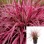 Pennisetum Fireworks 5Gallon Plant Variegated Red Fountain Grass Live Plant Outdoor Gr7