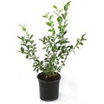 Blueberry Top Hat 2Gallon Plant Vaccinium Angustifolium Highbush Outdoor Fruit Tree Live Plant F