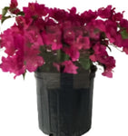 Boug Elizabeth Angus Shrub 5Gallon Purple Bougainvillea Plant Pink Flower