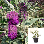 Buddleia Davidii Harlequin 1 Gallon Butterfly Bush Variagrated Live Plant Mr7