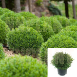 Buxus Green Velvet 3Gallon Boxwood Ho7 Small Tree Evergreen Shrub Live Plant