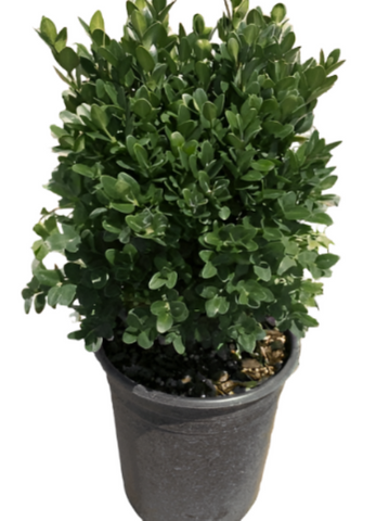 Buxus Richardii 5Gallon Pot Japanese Boxwood Microphylla Var Japonica Plant Perennial Outdoor Live Plant Ho7