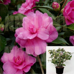 Camellia Sasanqua Chansonette 5Gallon Pink Live Plant Outdoor Mr7Ht7