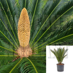 Cycas Revoluta 7Gallon Japanese Sago Palm Plant King Shrub Outdoor Live Plant Ho7