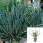 Dianella Cassa Blue 3 Gallon Caerulea Native Flax Live Plant Gr7