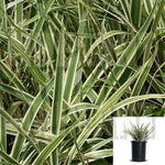 Dianella Variegata 1Gallon Dianella Variegated Plant Variegated Flax Lily 1Gallon Live Plant Hfr7