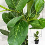 Ficus Audrey Plant 6Inches Pot Ficus Benghalensis Plant Indoor Live Plant Ht7