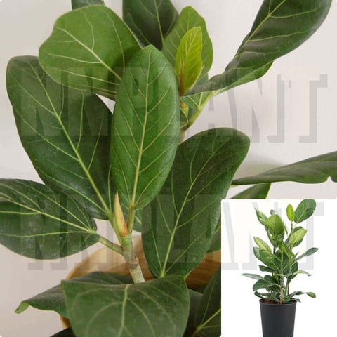 Ficus Audrey Plant 4 Inches Pot Benghalensis Indoor House live plant Ht7