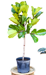 Ficus Lyrata Plant 8Inches Pot Fiddle Leaf Fig Banjo Foliage Live Plant