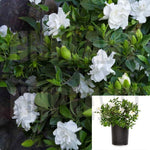 Gardenia Veitchii Espalier 5Gallon Everblooming Gardenia White Full Live Plant Fr7