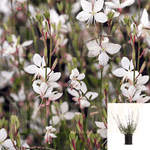 Gaura Belleza White 1Gallon Wand Flower Butterfly Bush Beeblossoms Evergreen Perennial Live Plant Ho7